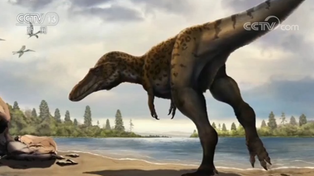 亞洲現霸王龍足跡化石 亞洲霸王龍足跡怎么發現的