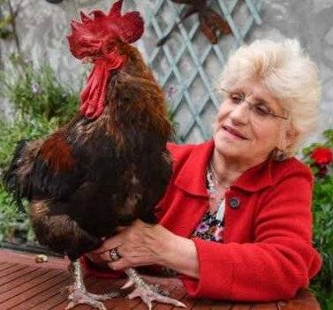 法國打鳴公雞勝訴 走出法庭后養雞人大聲學起公雞叫