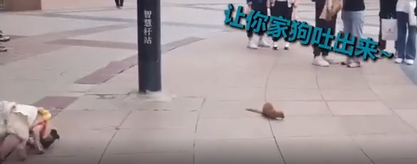 武漢街頭現黃鼠狼 武漢解封首日黃鼠狼上街討飯