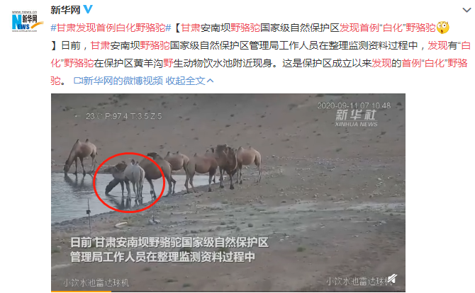 甘肅發(fā)現(xiàn)首例白化野駱駝 十分罕見(jiàn)